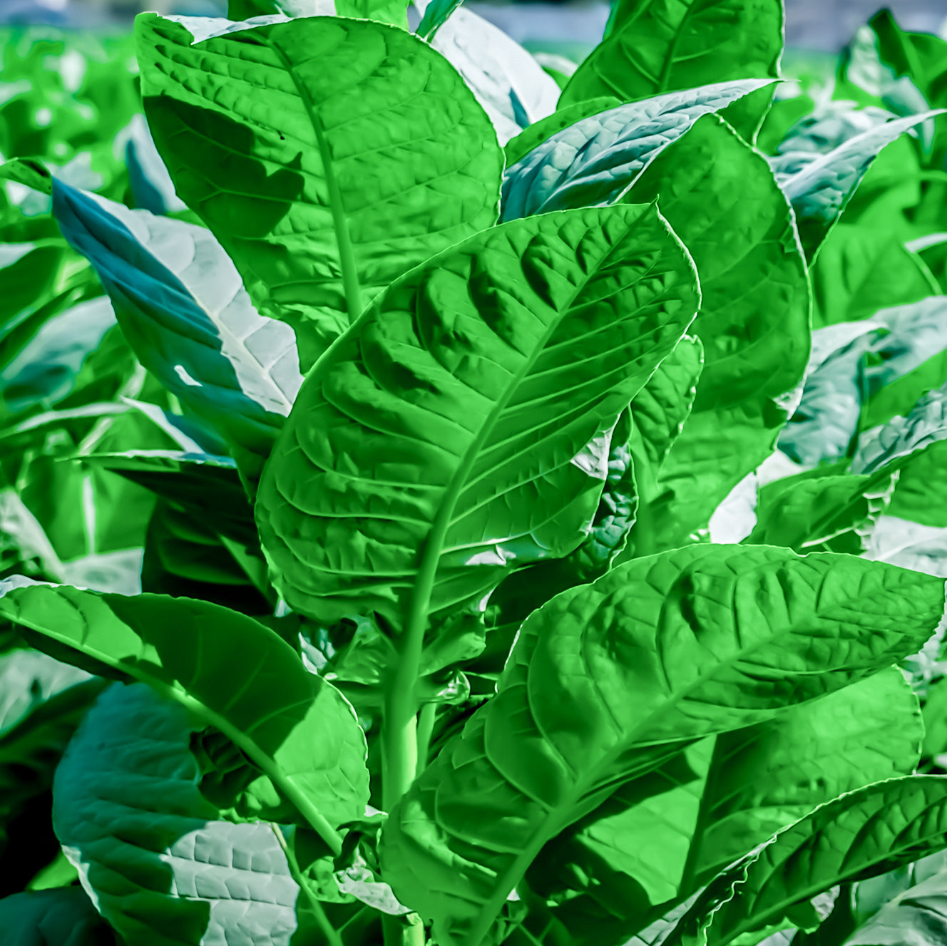 Rare Cigars tobacco field Esteli