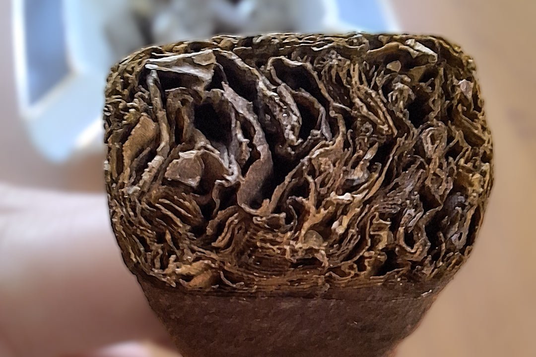 Pilgrimage cigar toro